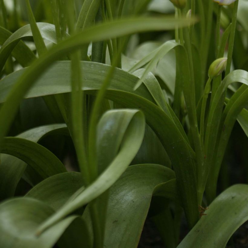 Tulipe de Crète - Tulipa saxatilis (Feuillage)