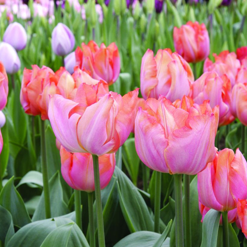 Tulipe Triomphe Jochem* (Floraison)