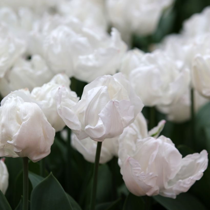 Tulipe Triomphe Rejoyce (Floraison)