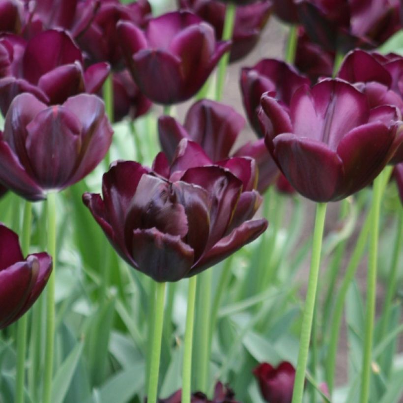 Tulipe Triomphe Black Jack (Floraison)