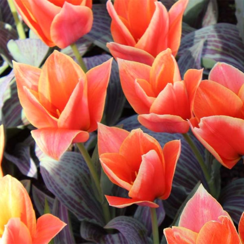 Tulipe botanique greigii Corsage (Floraison)