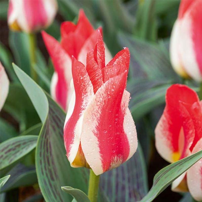 Tulipe botanique greigii Plaisir  (Floraison)