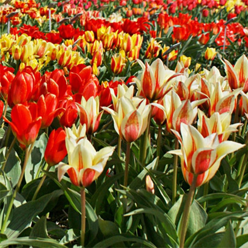 Tulipe botanique greigii en mélange (Floraison)