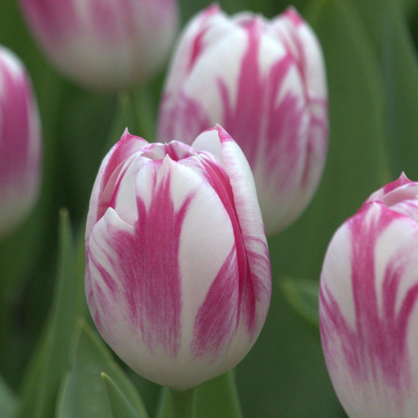 Tulipe Triomphe Caramba (Floraison)