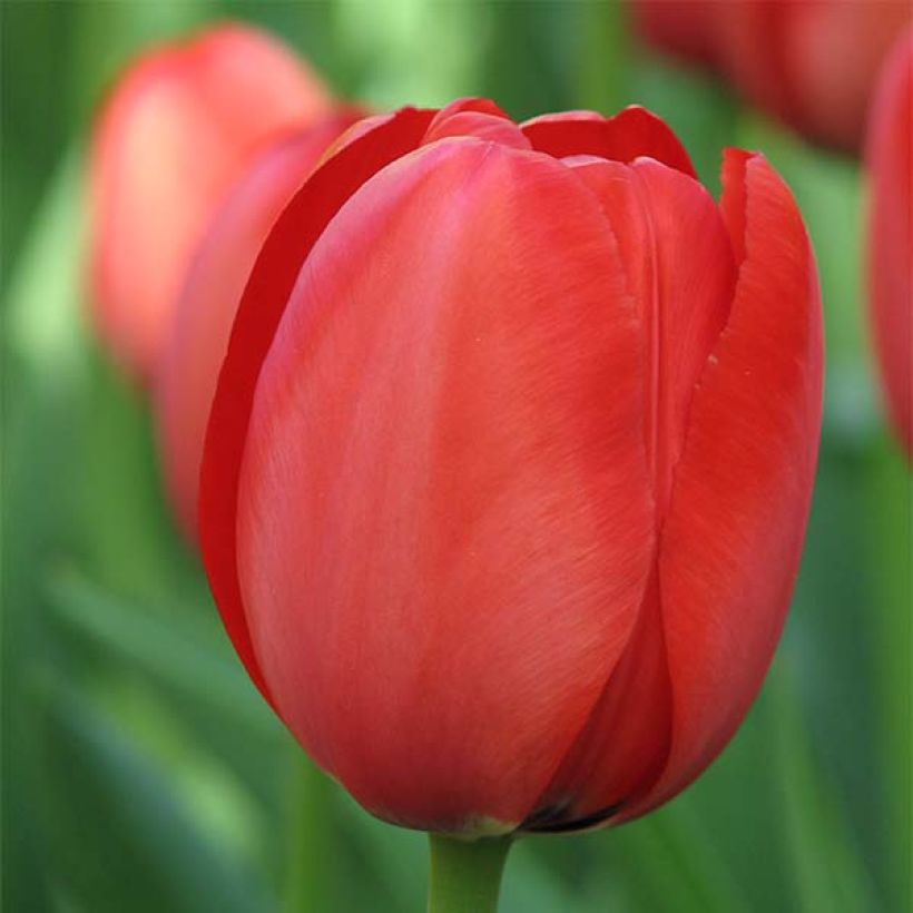 Tulipe Darwin Apeldoorn (Floraison)
