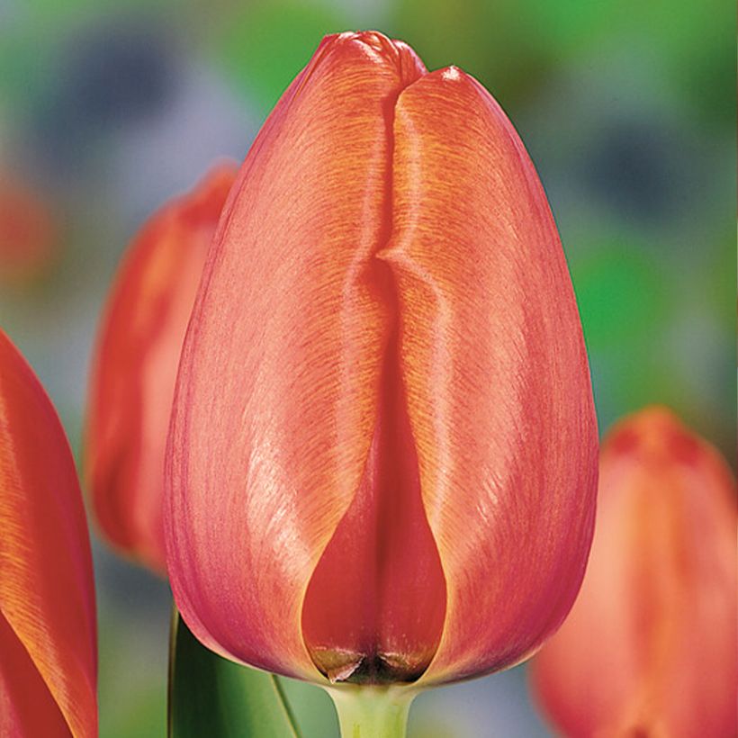 Tulipe Darwin Apricot Impression (Floraison)