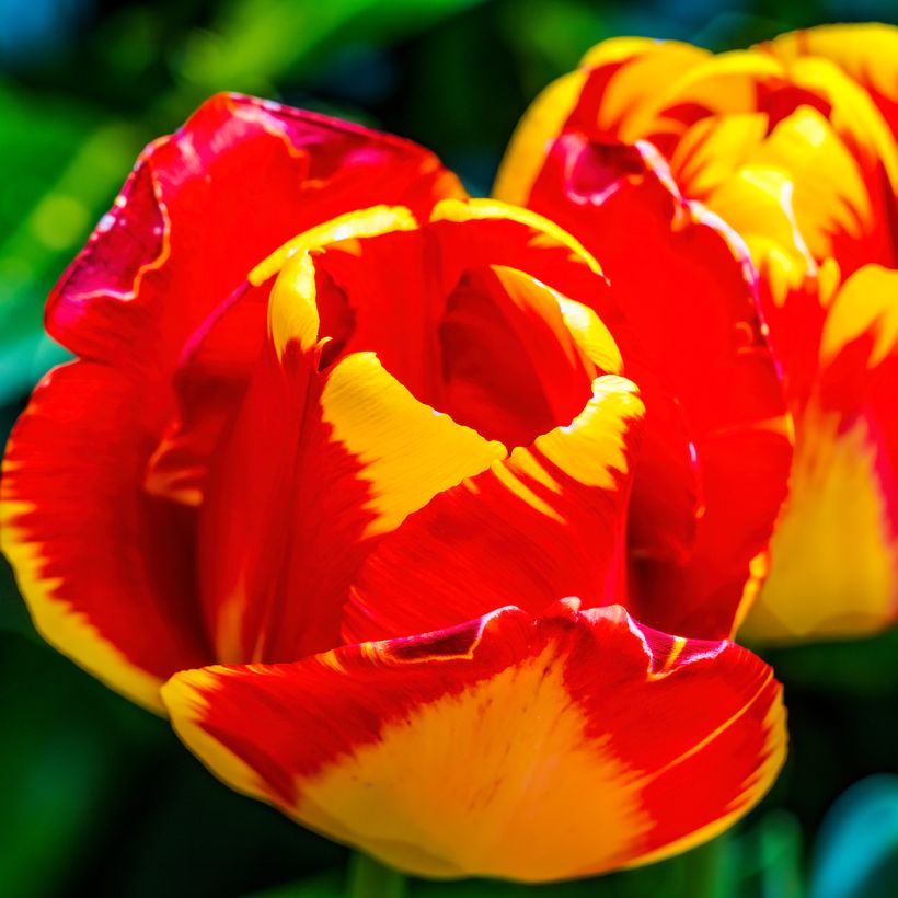 Tulipe Darwin Banja Luka (Floraison)