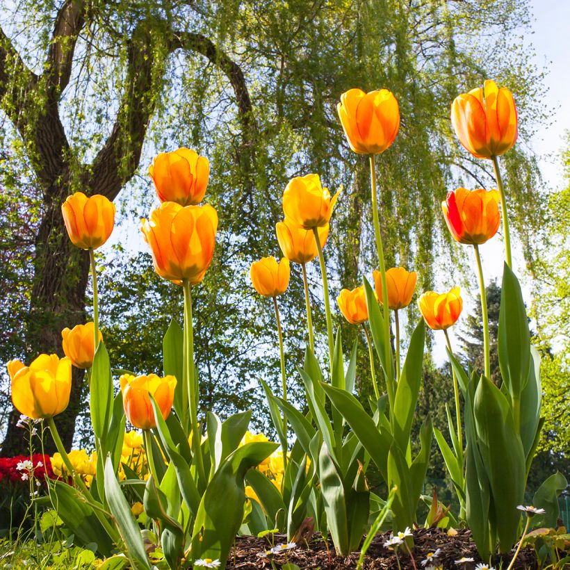 Tulipe Darwin Blushing Apeldoorn (Port)