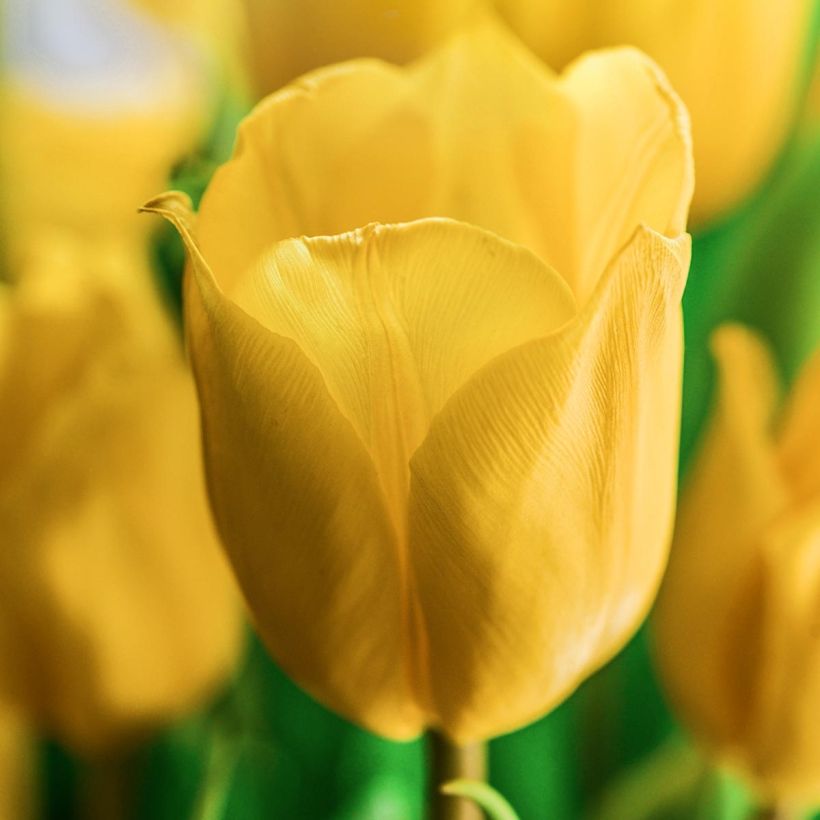 Tulipe Darwin Golden Apeldoorn (Floraison)