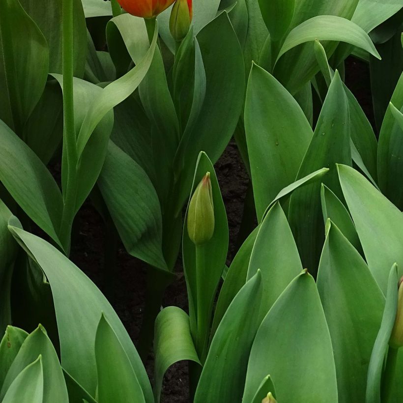 Tulipe Darwin Orange Balloon (Feuillage)