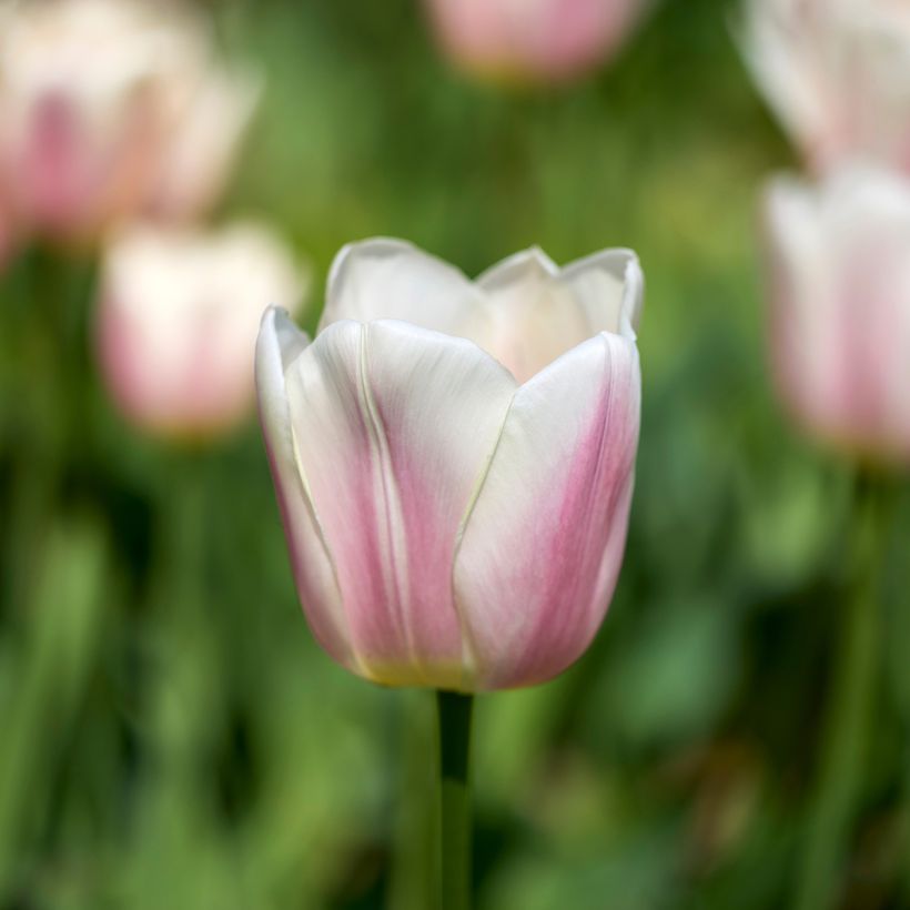 Tulipe Darwin Royal Pride (Floraison)
