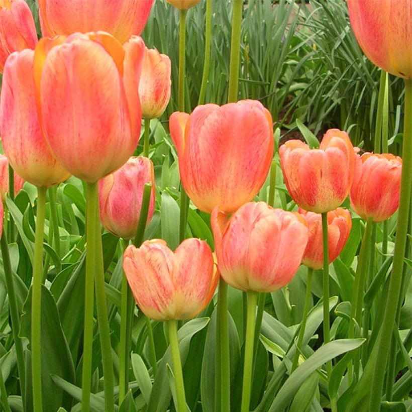 Tulipe Darwin Tequila Sunrise (Floraison)