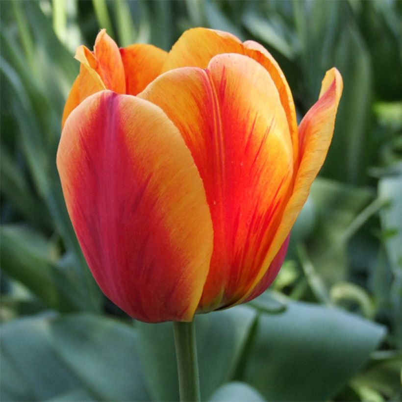 Tulipe Darwin Apeldoorn's Elite (Floraison)