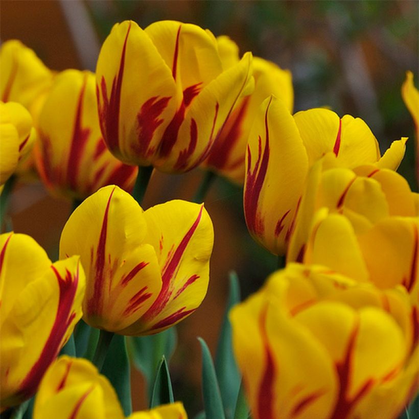 Tulipe Darwin Juliette (Floraison)