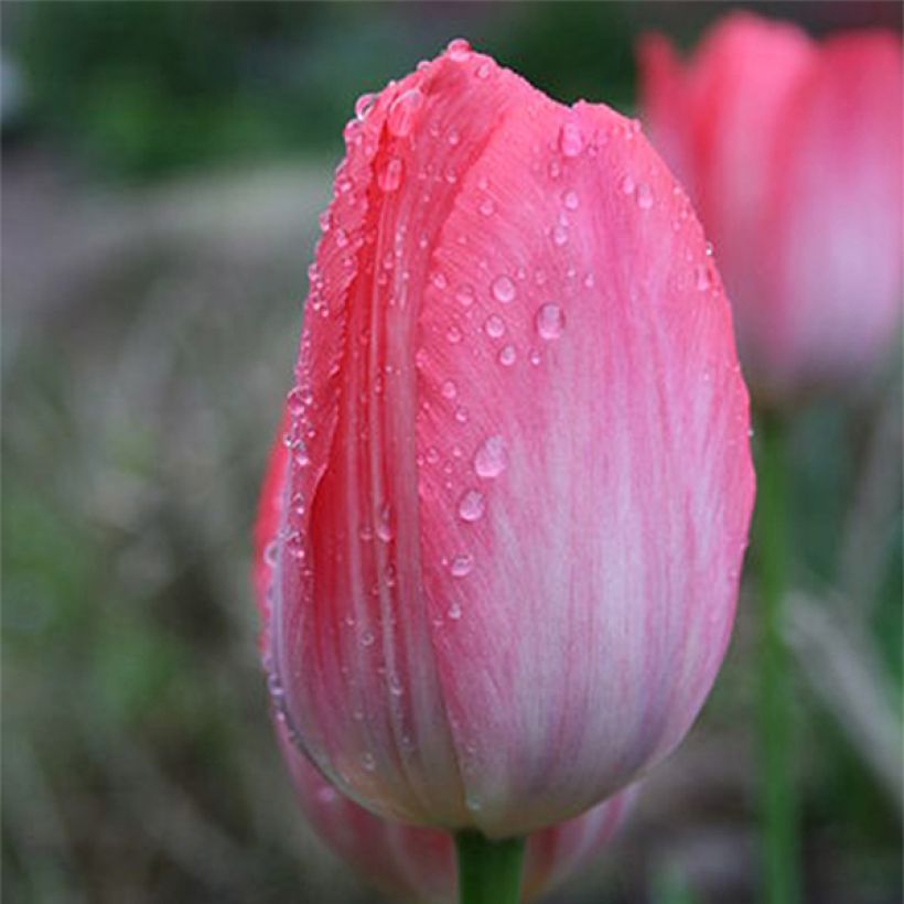 Tulipe Darwin Van Eijk (Floraison)