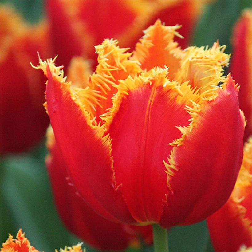 Tulipe dentelée Fabio (Floraison)