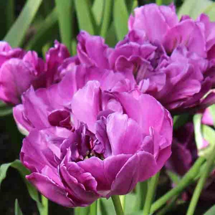 Tulipe double hâtive Purple Pion (Floraison)