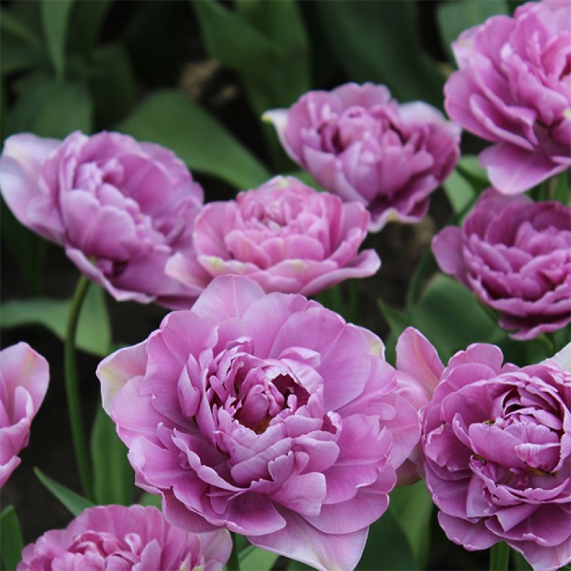 Tulipe double tardive Lilac Perfection (Floraison)