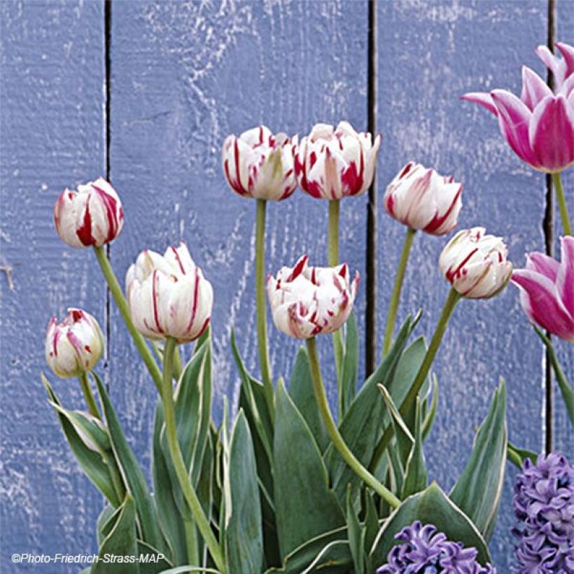 Tulipe double tardive Carnaval de Nice (Floraison)