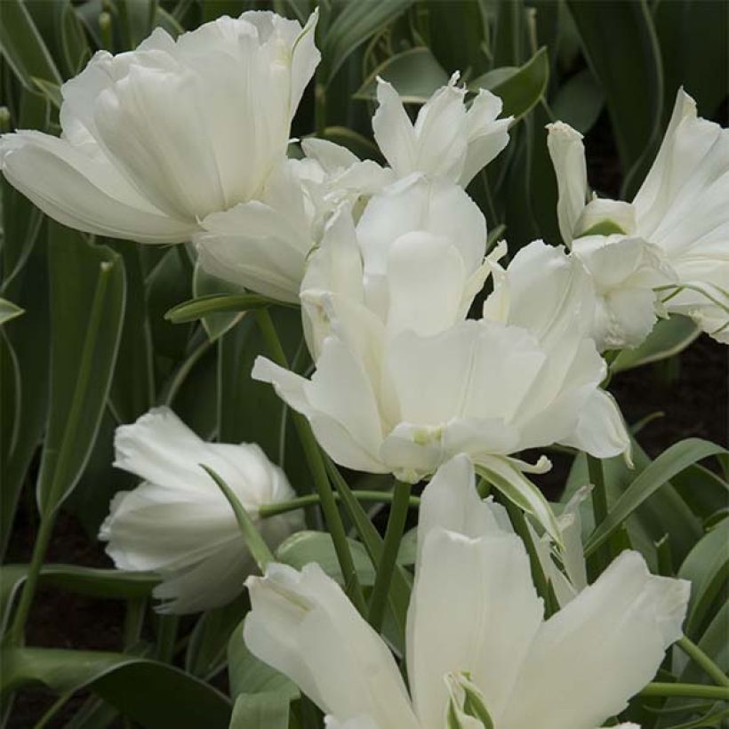 Tulipe double tardive Maureen Double (Floraison)