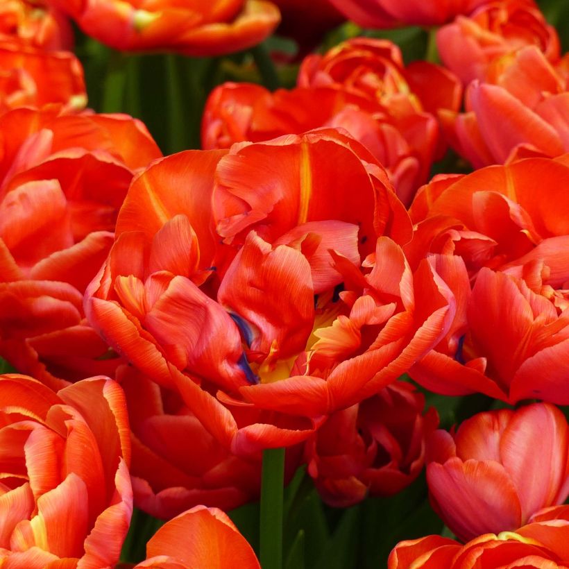 Tulipe double tardive Statement (Floraison)