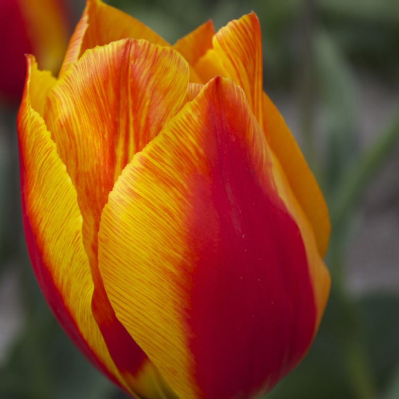 Tulipe simple hâtive Flair (Floraison)