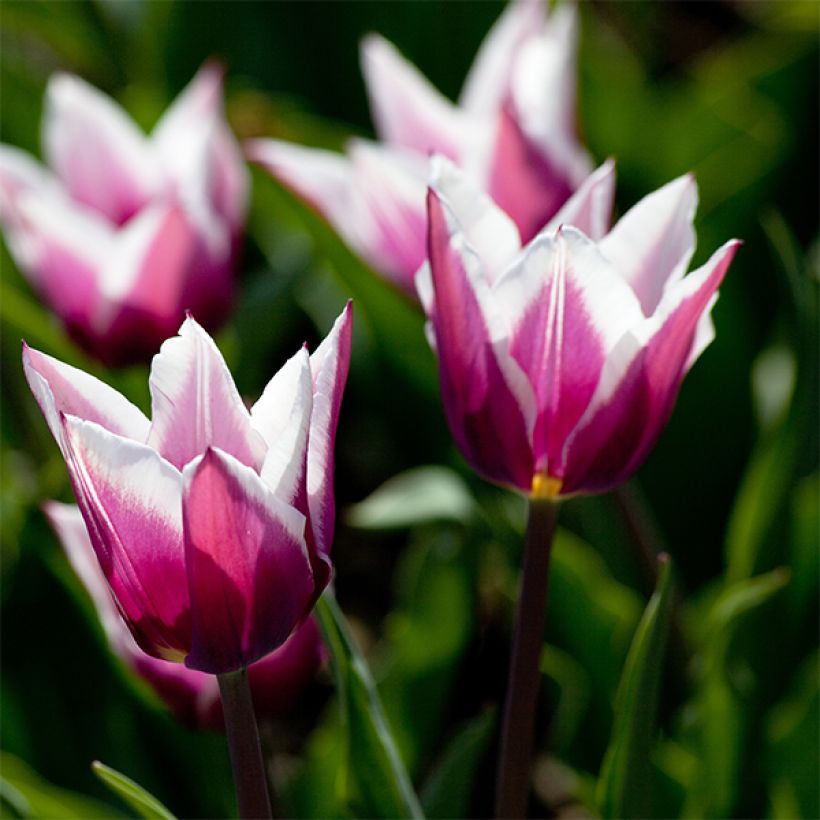 Tulipe Fleur de Lis Claudia (Floraison)