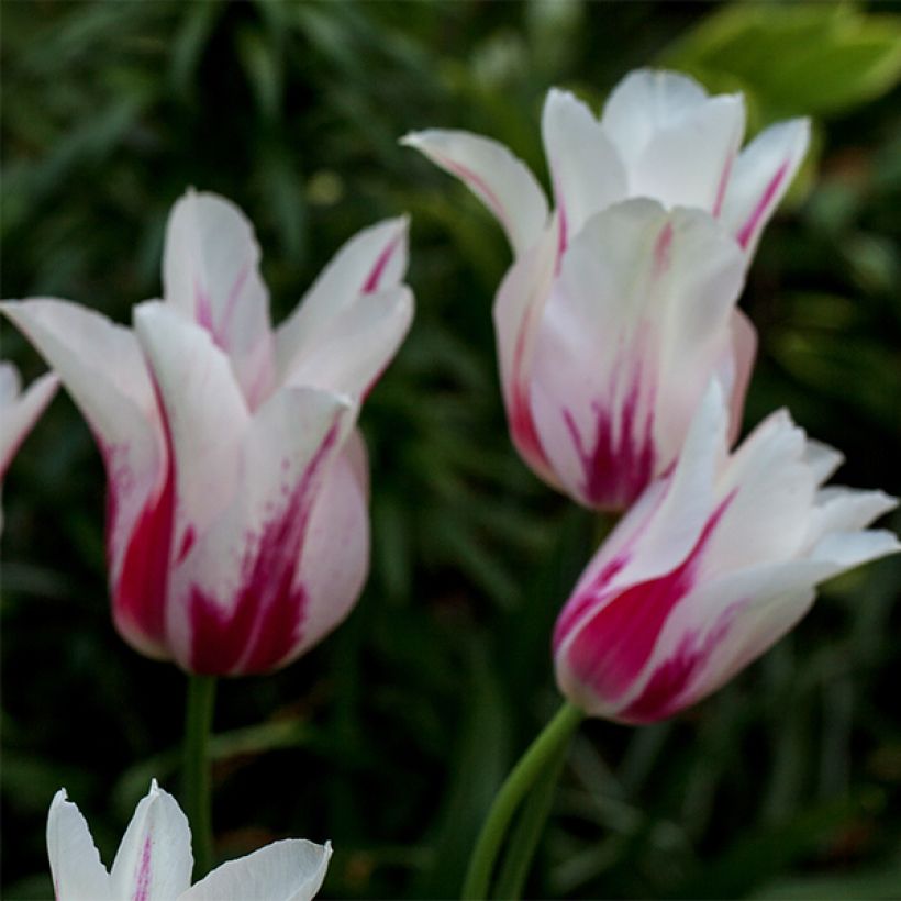 Tulipe Fleur de Lis Marilyn (Floraison)
