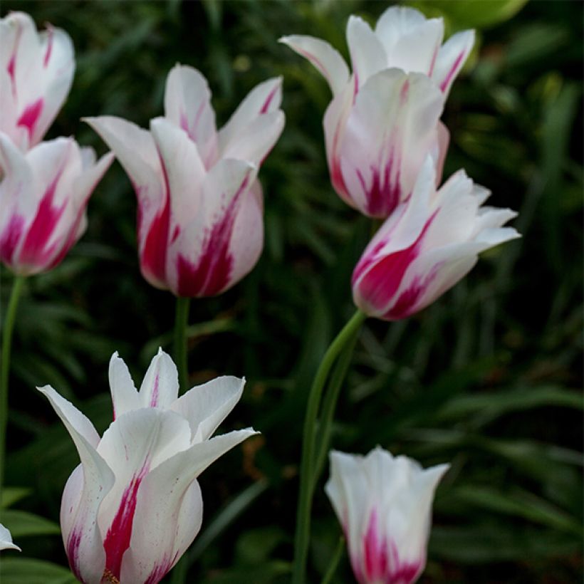 Tulipe Fleur de Lis Marilyn (Port)