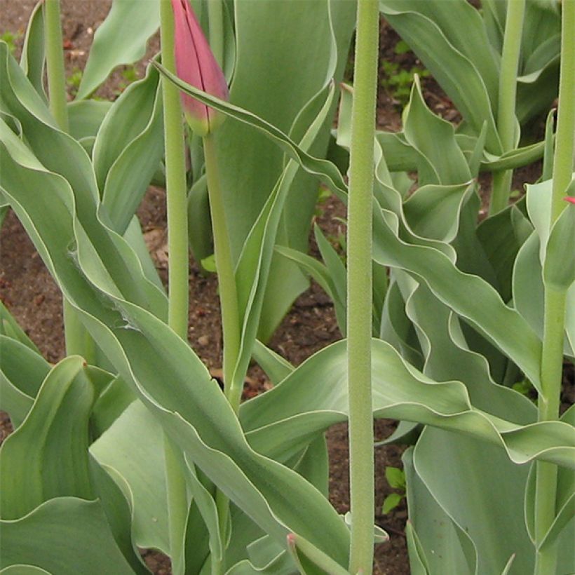 Tulipe Fleur de Lis Synaeda King (Feuillage)