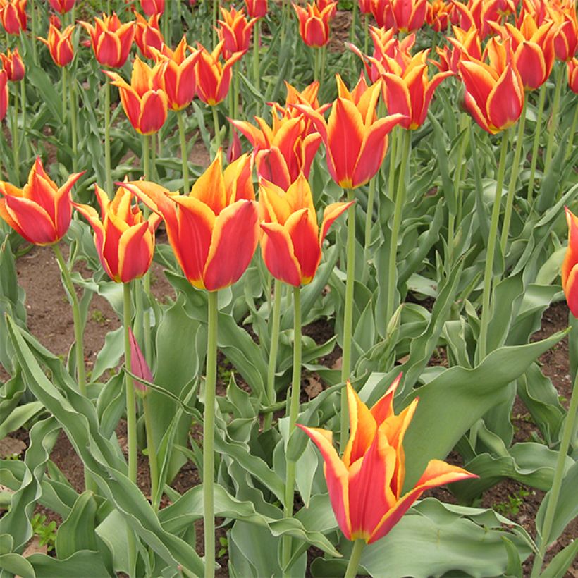 Tulipe Fleur de Lis Synaeda King (Floraison)