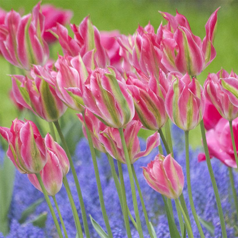 Tulipe Fleur de Lis Virichic (Floraison)