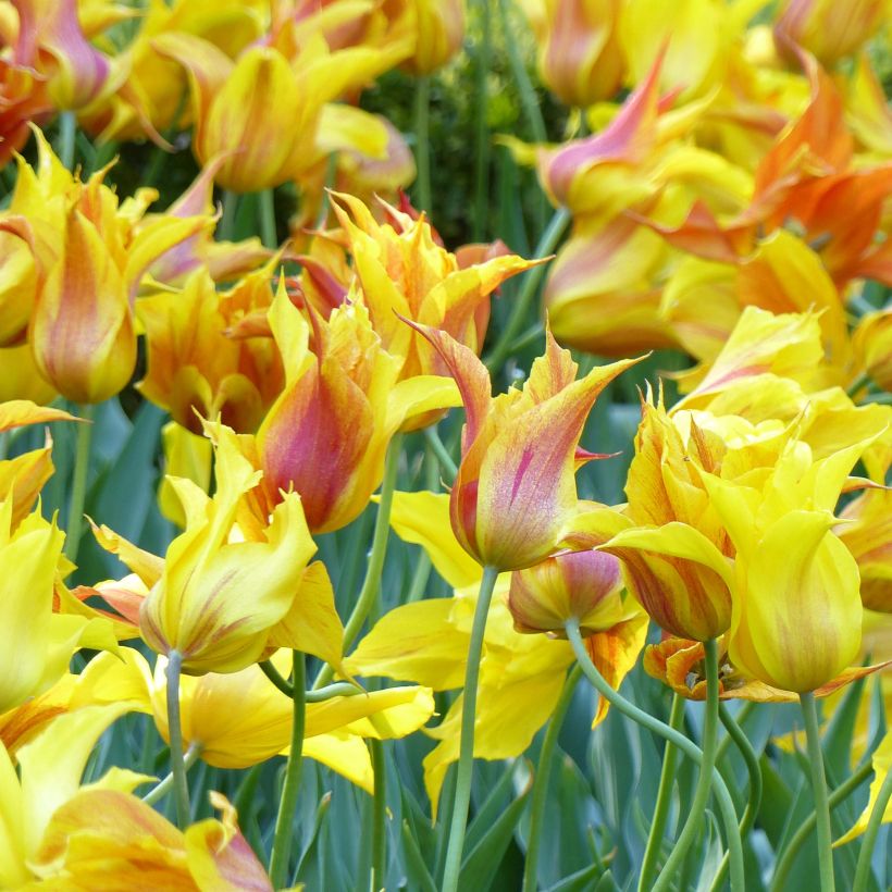 Tulipe Fleur de lys Vendée Globe (Floraison)