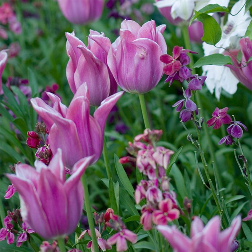 Tulipe Fleur de Lis Ballade (Floraison)