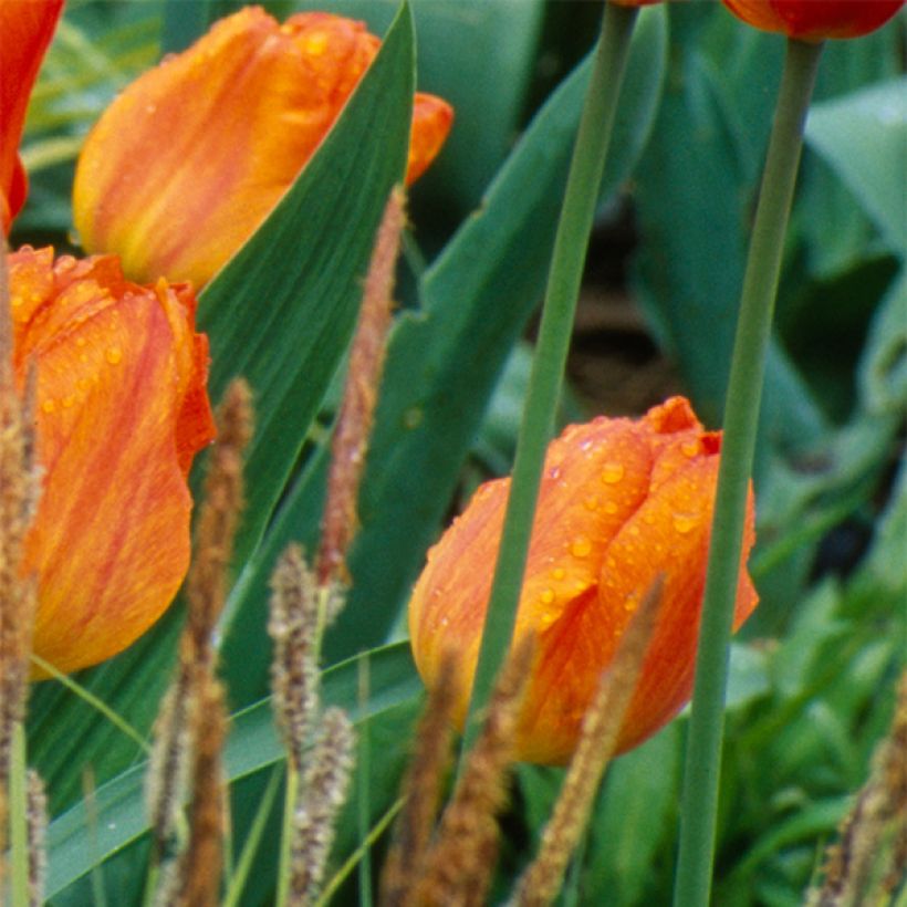 Tulipe simple hâtive General De Wet (Floraison)