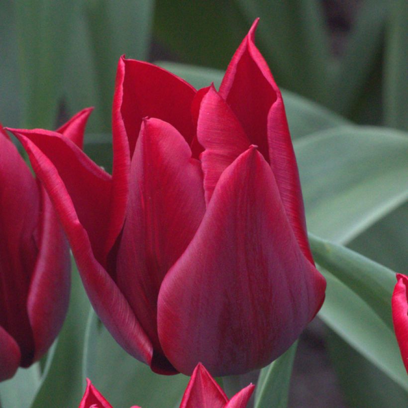 Tulipe Fleur de Lis Lasting Love (Floraison)