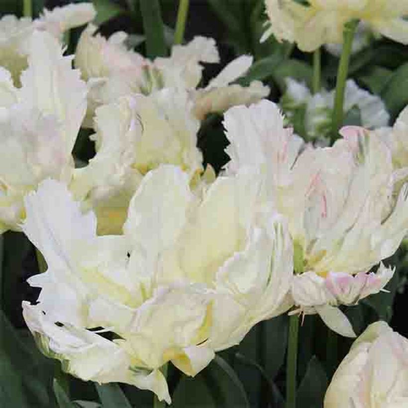 Tulipe Perroquet Libretto Parrot (Floraison)