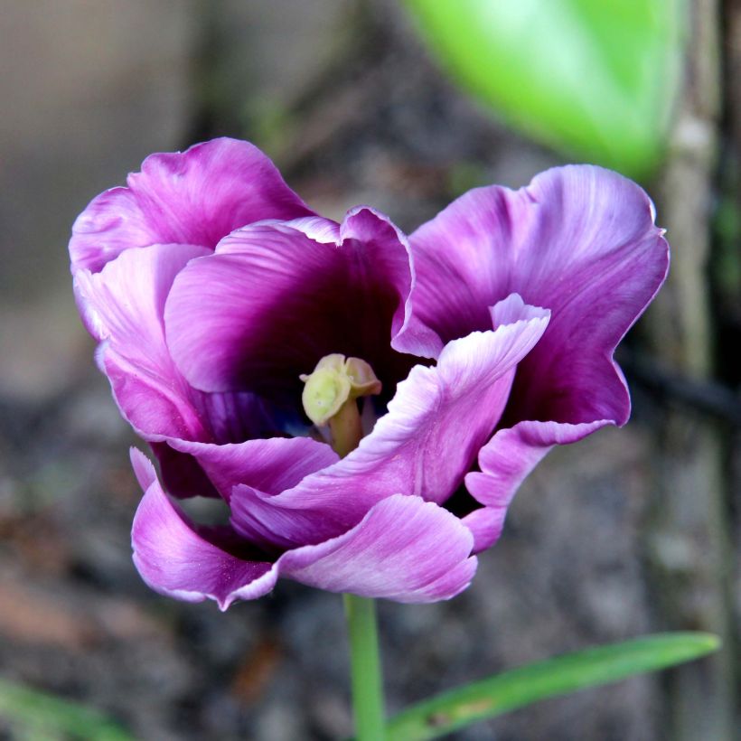 Tulipe Perroquet Blue Parrot (Floraison)