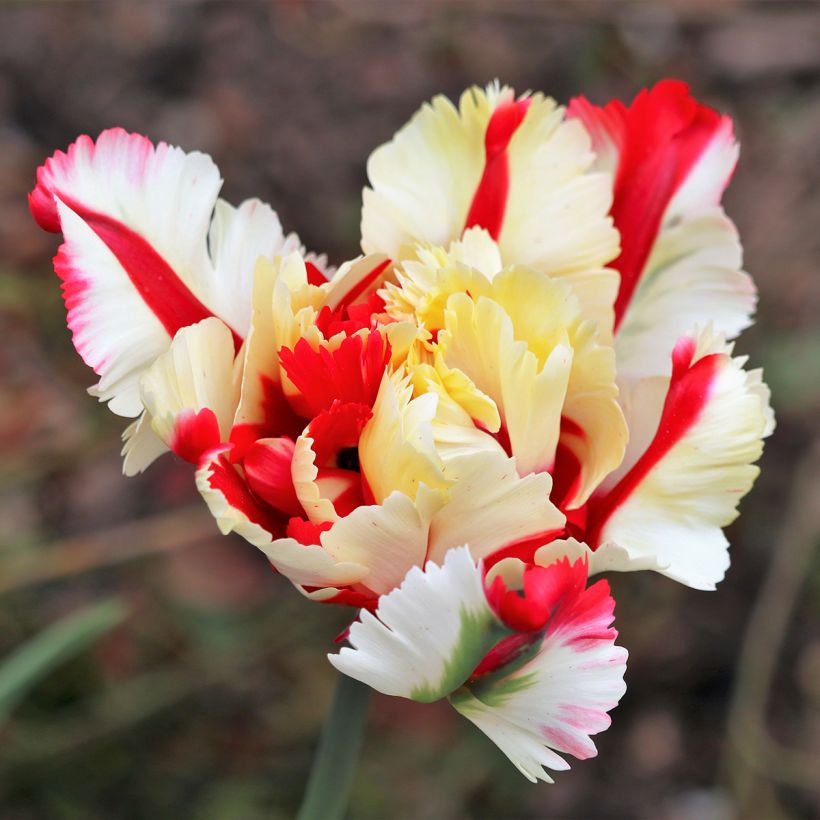 Tulipe Perroquet Flaming Parrot (Floraison)