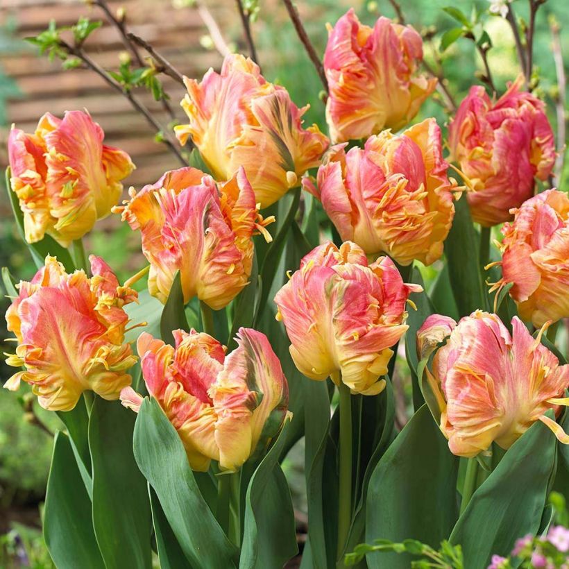 Tulipe Perroquet Parrot Lady (Floraison)