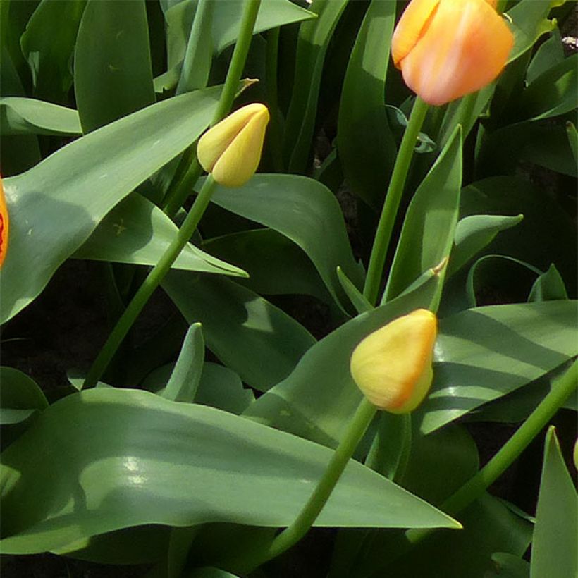 Tulipe simple tardive Dordogne (Feuillage)