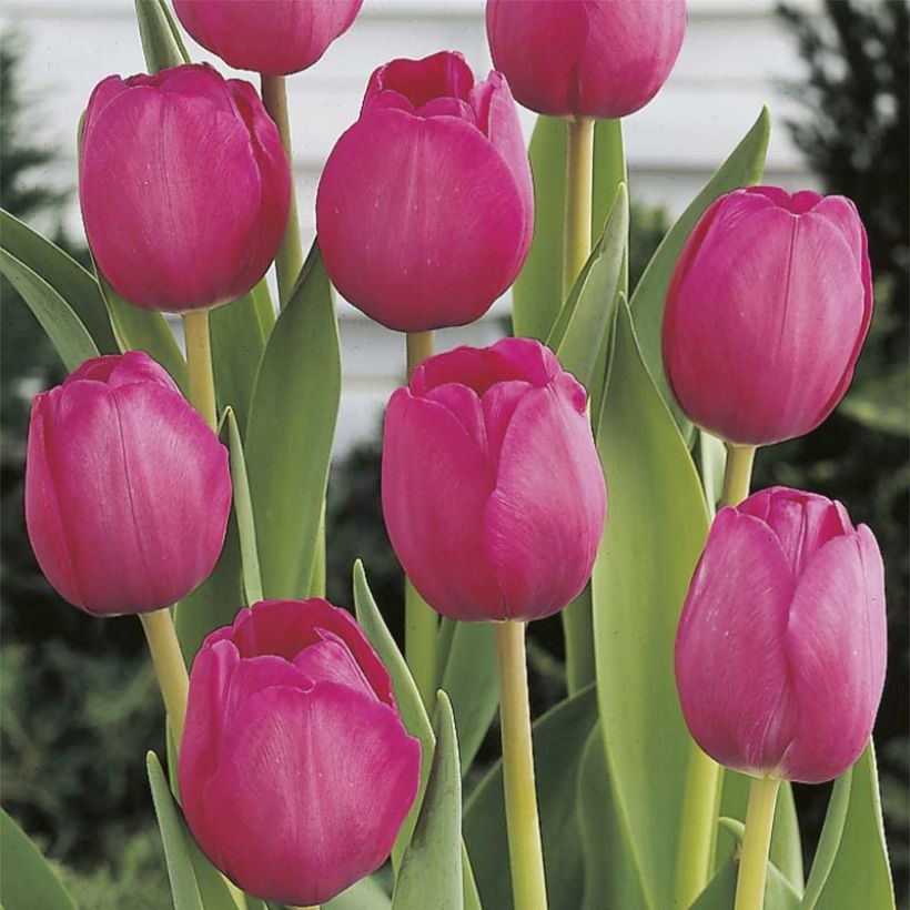 Tulipe Triomphe Attila (Floraison)