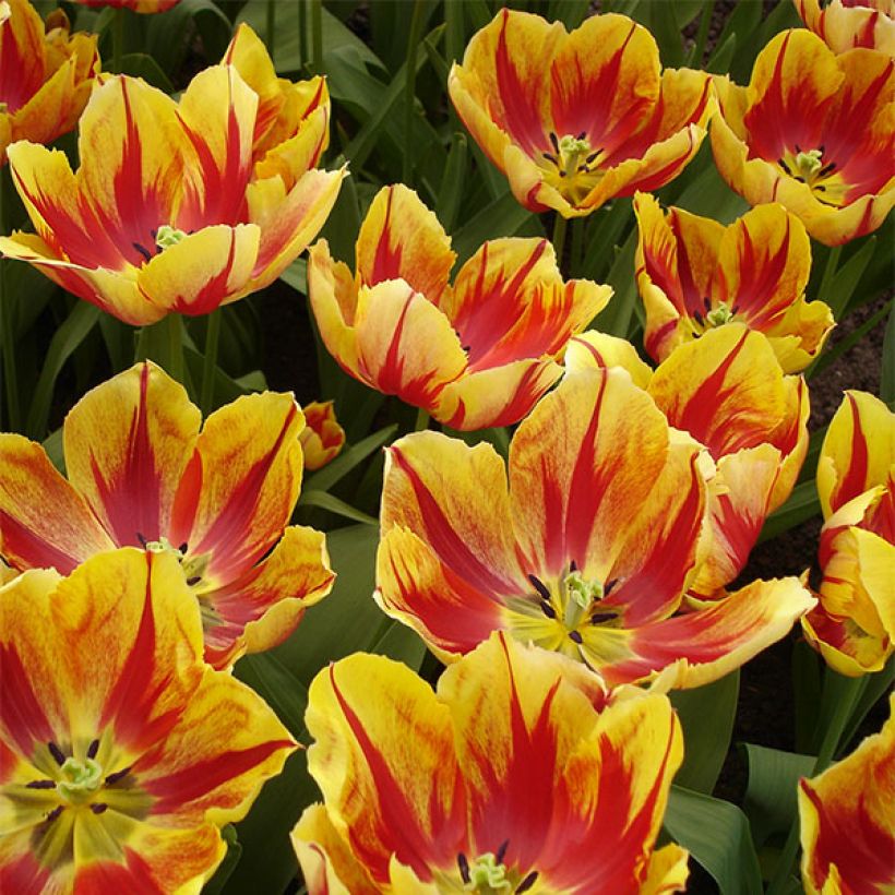 Tulipe Triomphe Augusta Taurinorum (Floraison)