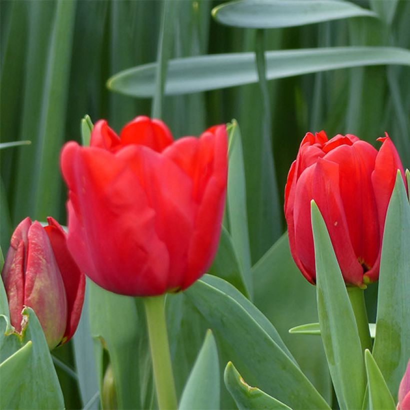 Tulipe Triomphe Ben van Zanten (Floraison)