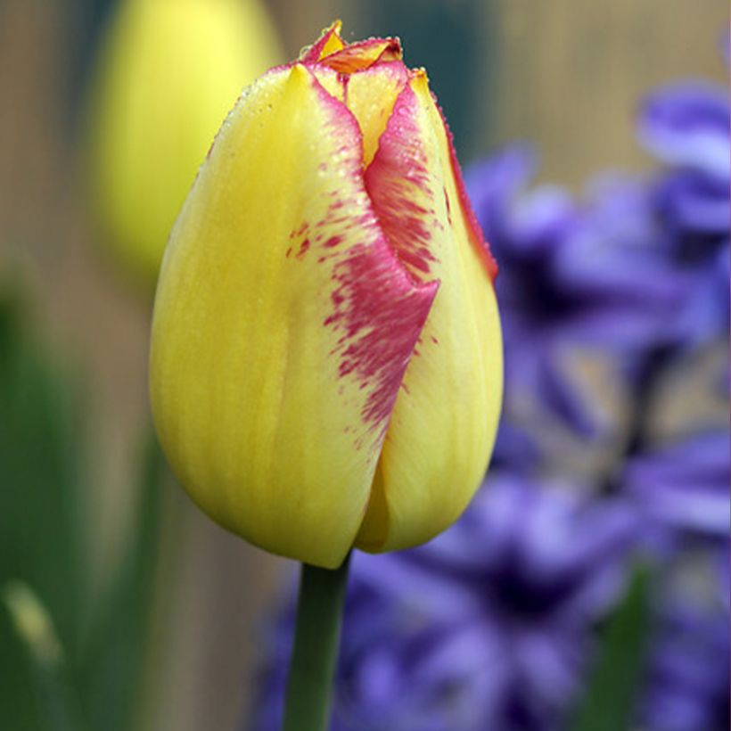 Tulipe Triomphe Boston (Floraison)