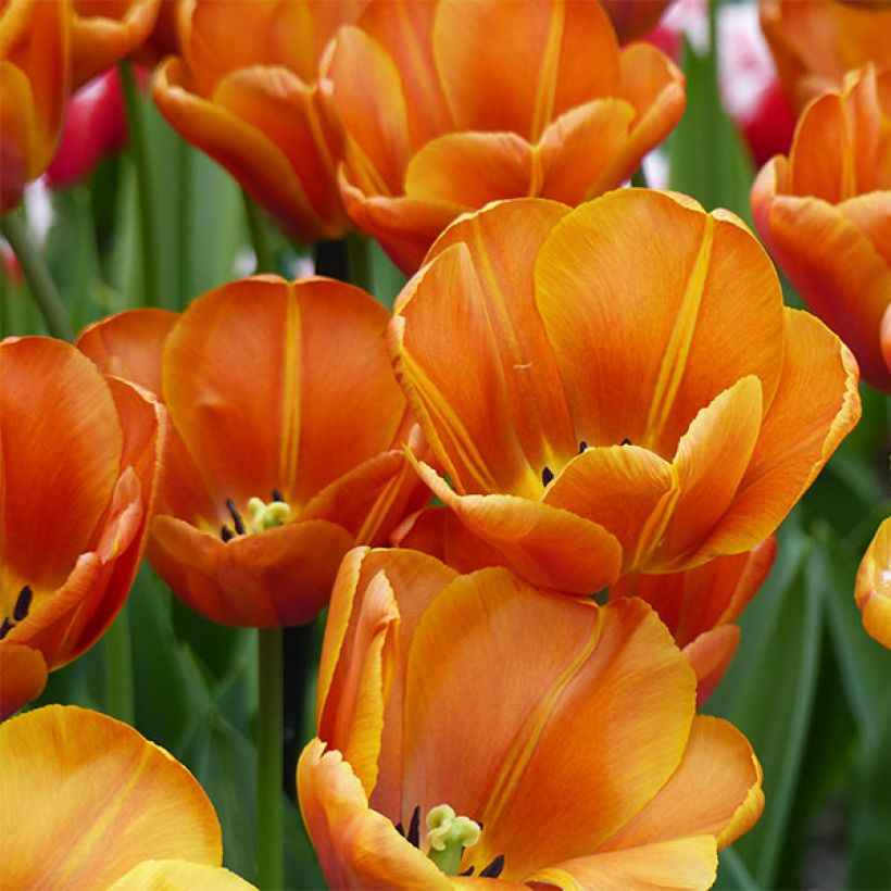 Tulipe Triomphe Brown Sugar (Floraison)