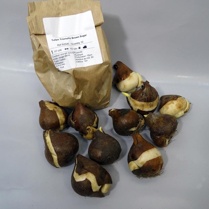 Exemple de spécimen de Tulipe Triomphe Brown Sugar tel que livré