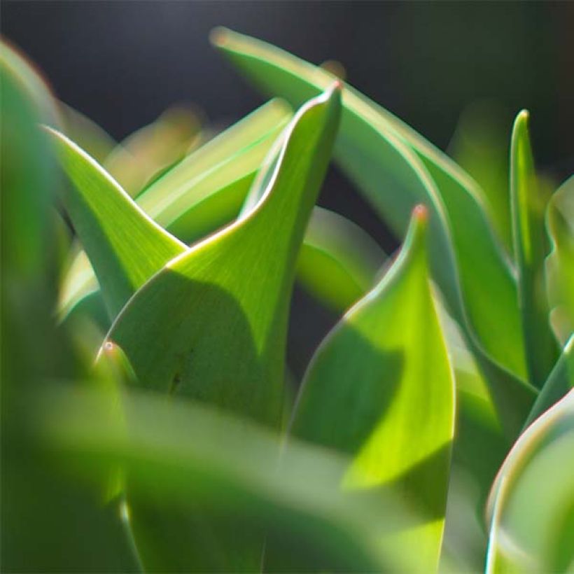 Tulipe Triomphe Carré (Feuillage)