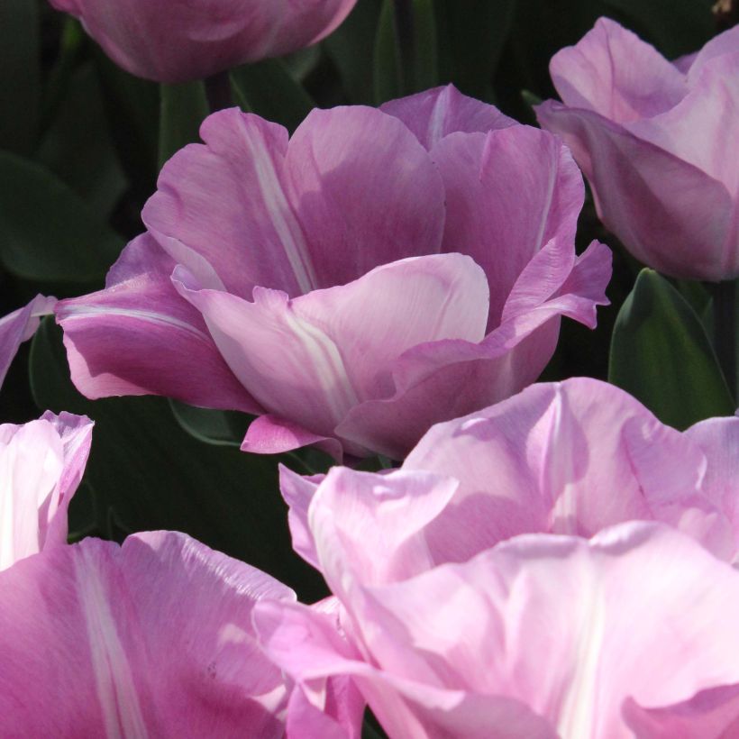 Tulipe Triomphe Carré (Floraison)