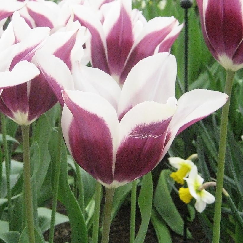 Tulipe Triomphe Chansonnette (Floraison)